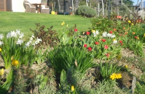 Fiori nel giardino