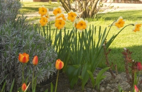 Fiori di primavera
